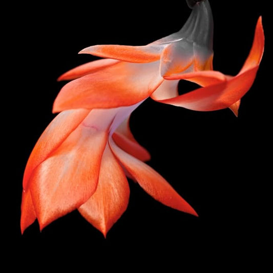 TriStar Plants - Thanksgiving Cactus - 4" inch Pot, Fasle Christmas Cactus, Easter Cactus, Holiday Plant, Winter Flowers, Christmas Plants, Winter Blooms (Orange)