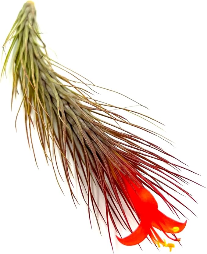 Air Plants - Tillandsia Funckiana Hybrid, Large 5-7" - 3ct - Live Arrival Guaranteed - House Plants for Home Decor & Gift