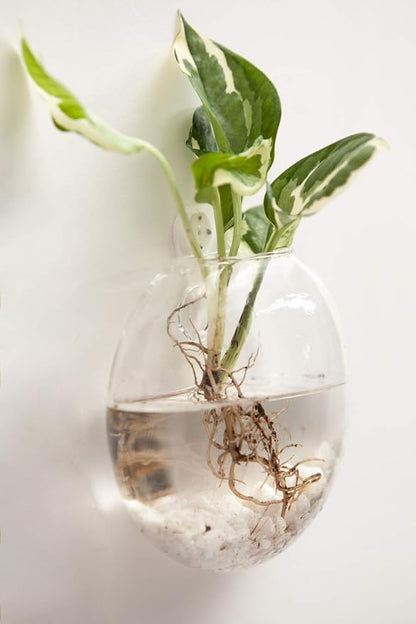 Mkono Wall Hanging Glass Terrariums Planter Oblate Flower Vase - Image 3