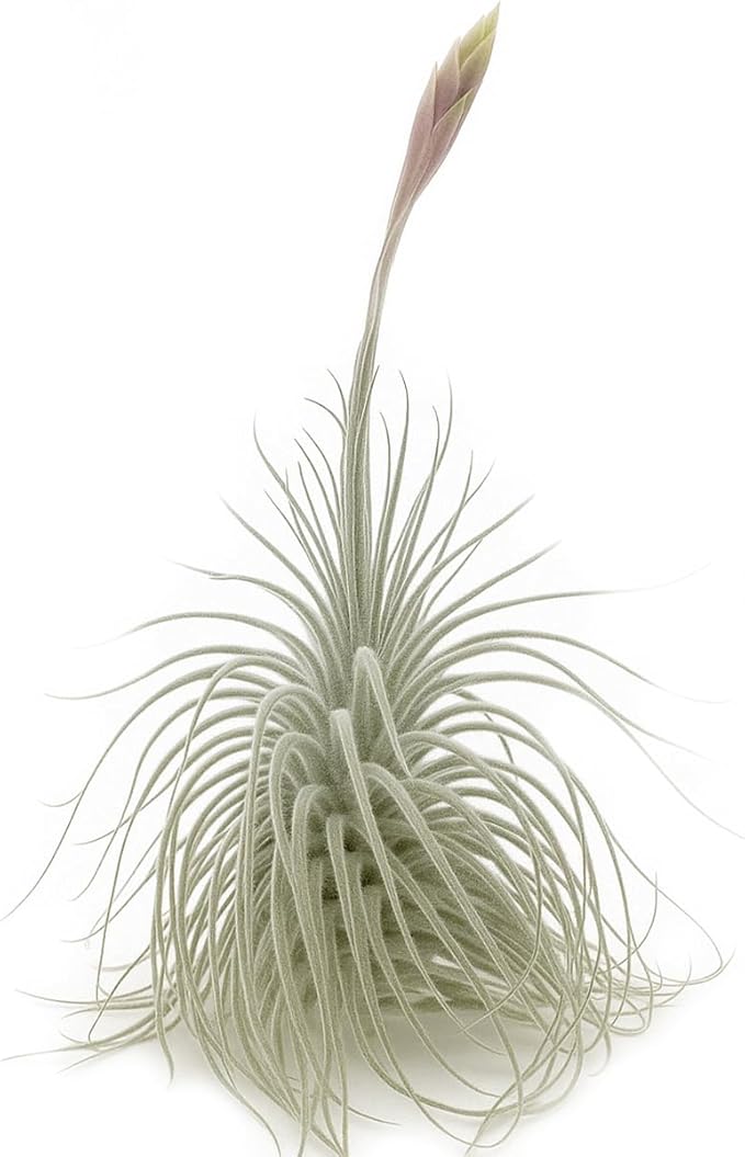 Live air Plant - Tillandsia Tectorum Air Plant 4-6" – 3ct – Unique Shape with Silvery Fuzz – Low Maintenance Houseplant – Perfect for Decor, Terrariums, Gifts - Live Arrival Guaranteed