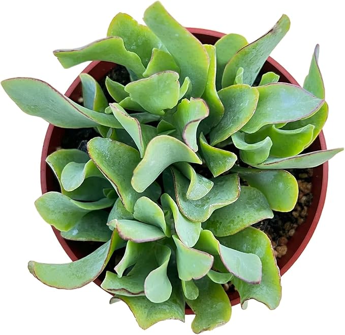 Live Succulents Ripple Jade (4-inch), Succulent Plants Fully Rooted in Pots with Soil, Easy-Care House Plant for DIY, Home Office Decor, Wedding Party Favor