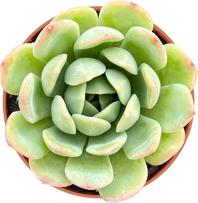 4-inch Succulent Echeveria 'Suryeon', Live Succulents Plants Fully Rooted in Pots with Soil, Easy-Care House Plants for DIY, Home Office Decoration