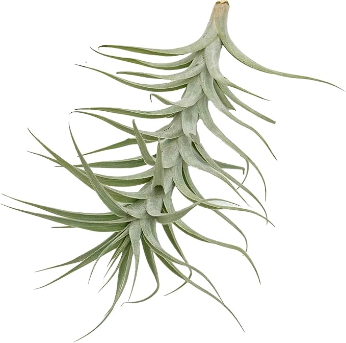 Live Air Plants - Tillandsia Albida 7-12" - 5ct – ragnaroc Live Indoor Plant - Live Arrival Guaranteed - House Plants for Home Decor & Gift