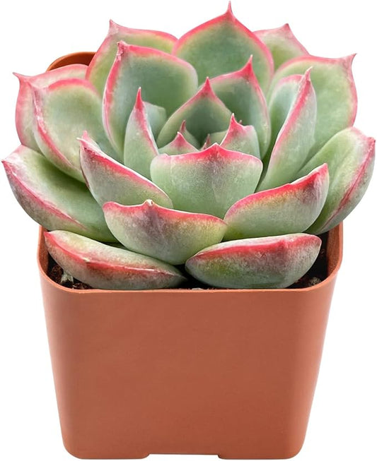 Live Succulent Echeveria 'Silhouette', Approx 2-inch Large, Potted Succulents, Fully Rooted, Easy Care House Plants