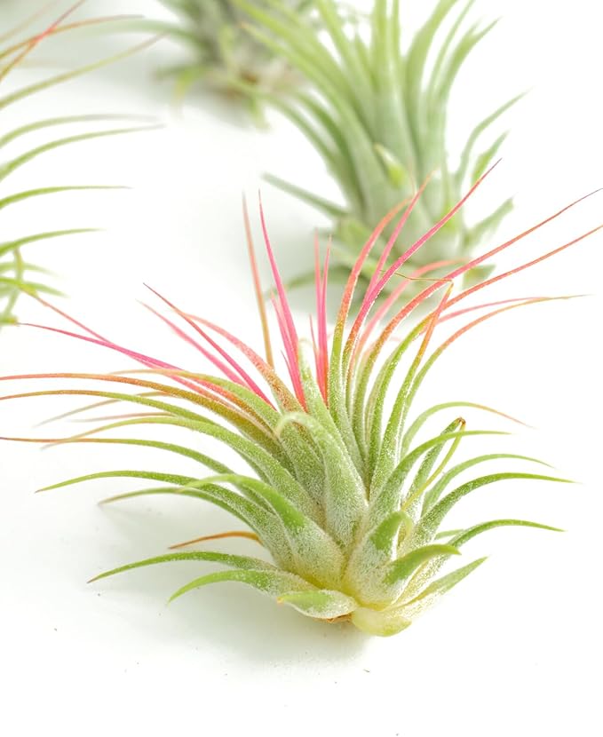 Shop Succulents Ionantha Tillandsia Air Plants, Assorted Mini Live Indoor Plants for Home Decor & Gifts, Low Maintenance, Natural Air Purifier, Hanging Plants, Favors, Terrarium Plants, Pack of 30