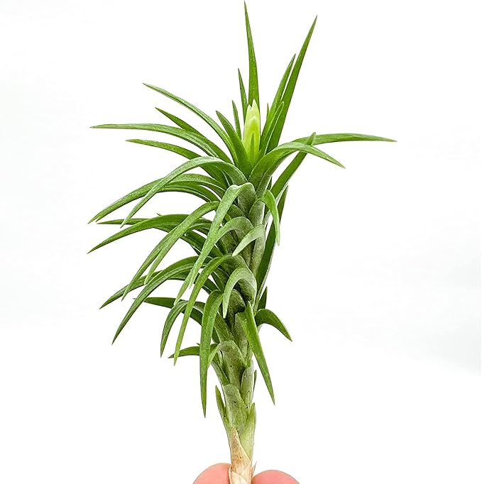 Live Air Plants – Tillandsia Araujei, Large 5” – 3ct – Live Arrival Guaranteed – House Plants for Home Décor & Gift