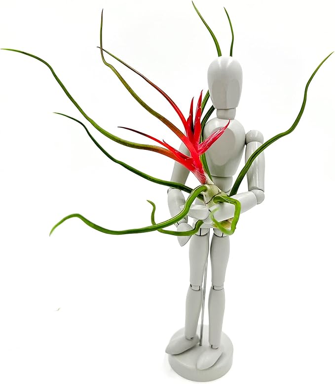 Air Plants - Flowering Tillandsia Bulbosa Belize, Giant 7-9" - 2ct - Live Arrival Guaranteed - House Plants for Home Decor & Gift