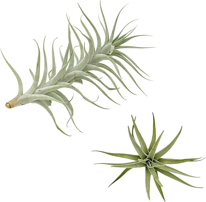 Live Air Plants - Tillandsia Albida 7-12" - 3ct – ragnaroc Live Indoor Plant - Live Arrival Guaranteed - House Plants for Home Decor & Gift