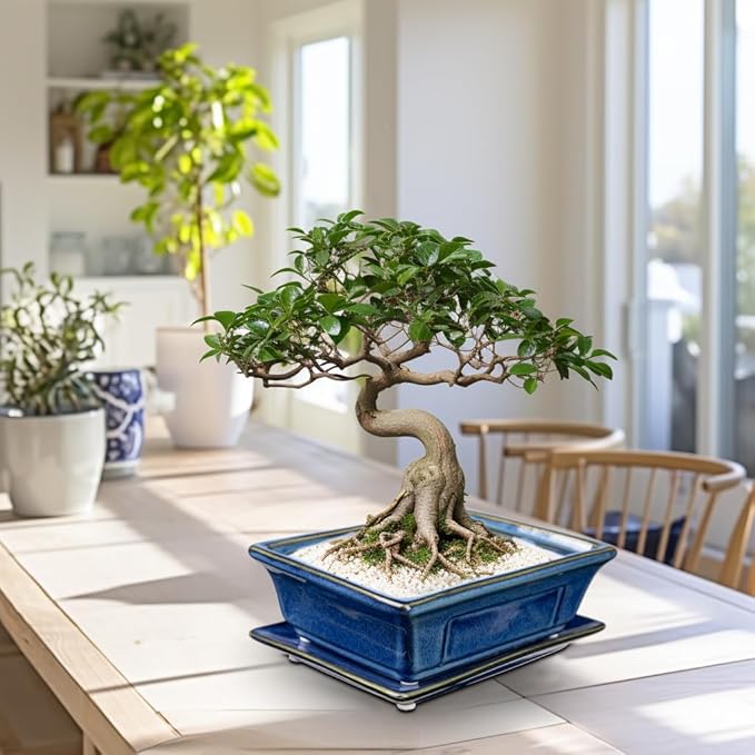 Bonsai Pots Small Shallow Succulent Planters for Live Bonsai Trees Set of 2, 7.5" Ceramic Pot for Succulents Indoor with Drainage Hole and Saucer, Outdoor Cactus Plant Bonsai Pot