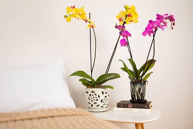 rePotme Orchid Pot - 5 inch Floral Cutout Ceramic Orchid Pot with Holes (Cream Over Garnet) - Includes Free 5 inch Slotted Pot Liner