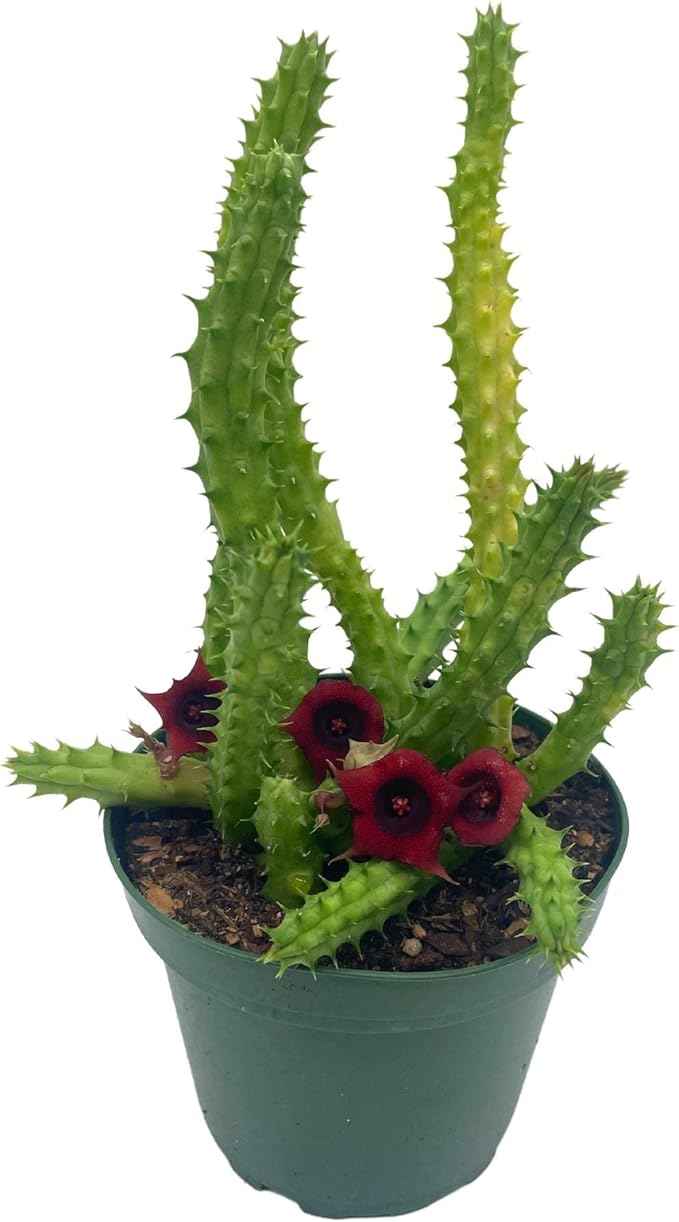 BubbleBlooms Huernia Red Dragon Stapelia Cactus/Huernia penzigii, in 4 inch Pot