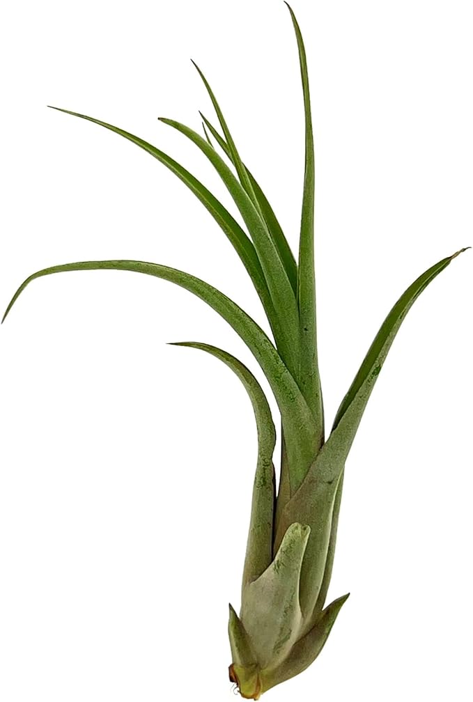 Live Air Plant – Tillandsia Capiput, Jumbo 6-9” - 3 ct - Live Arrival Guaranteed - House Plants for Home Decor & Gift