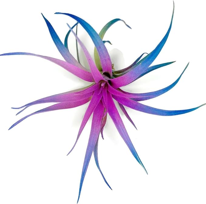 Colored Capitata Air Plant, Tillandsia, Airplant, Air Purification, House Plant, Home Decor & Gift, Live Plant (Rainbow)
