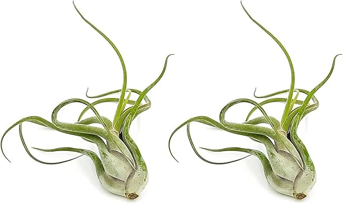 Air Plants - Flowering Tillandsia Caput Medusae, Large 5-7" - 2ct - Live Arrival Guaranteed - House Plants for Home Decor & Gift