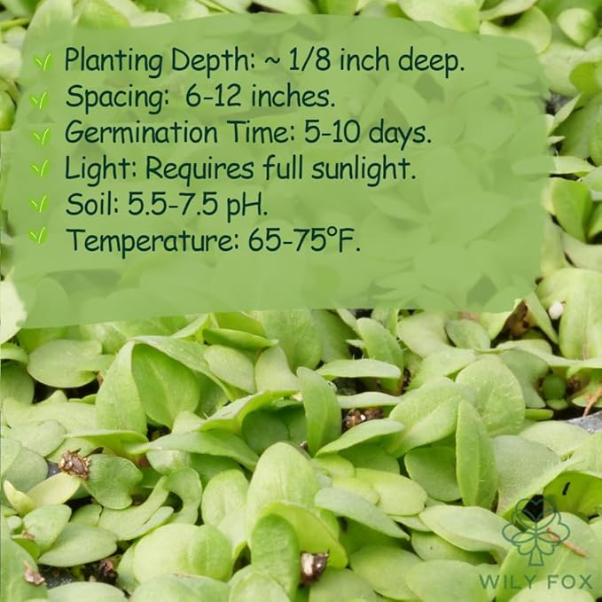 Premium Prunella Vulgaris Seeds - 700+ Non-GMO Self Heal Herb Seeds for Planting - Heirloom Medicinal Herb, Attracts Pollinators - Easy to Grow for Garden, Indoors or Outdoors (Prunella vulgaris)