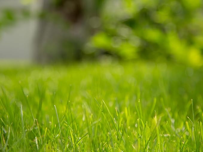 Brownie Brand Majestic Hulled Bermudagrass Seed | Premium Turf Grass for Dense, Drought-Resistant Lawns | Fast-Growing, Heat-Tolerant, Certified Seed for High-Traffic Areas. (25 Pound)