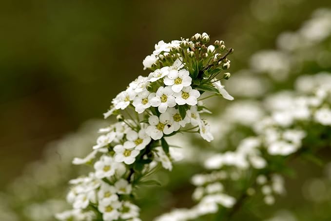 25 Flower Seed Packets Including 10+ Varieties - May Include: Forget Me Nots, Pinks, Marigolds, Zinnia, Wildflower, Poppy, Snapdragon and More - Made in The USA