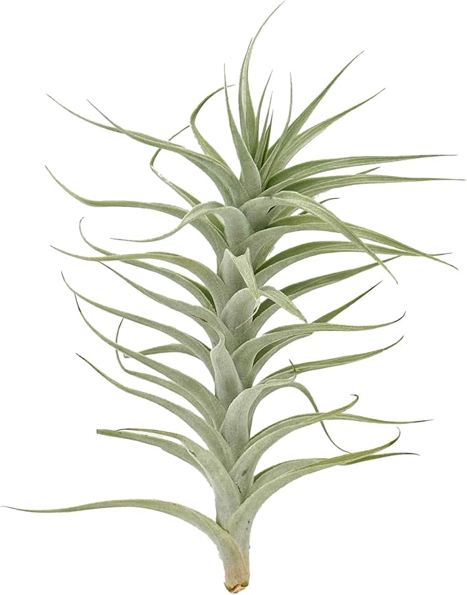 Live Air Plants - Tillandsia Albida 7-12" - 2ct – ragnaroc Live Indoor Plant - Live Arrival Guaranteed - House Plants for Home Decor & Gift