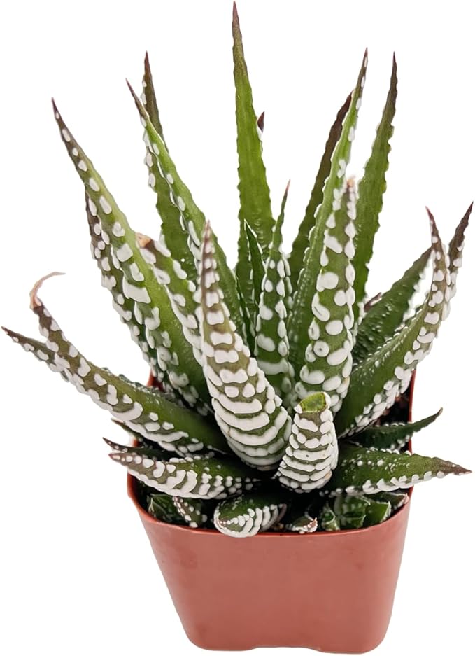 Live Succulent Haworthia fasciata 'Big Band', Approx 2-inch Large, Potted Succulents, Fully Rooted, Easy Care House Plants