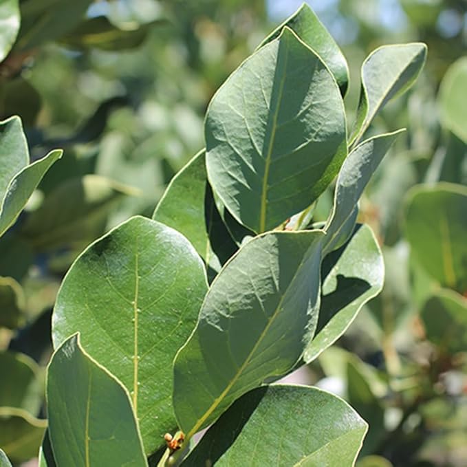 Mediterranean Bay Leaf, Bay Laurel Live Plant. Saratoga Variety - Laurus Nobilis. Live Plant. Fragrant, Fresh, Edible. Best for Pot Planting and Indoor. Mild Flavor. (2 Saratoga Plants in Cup)