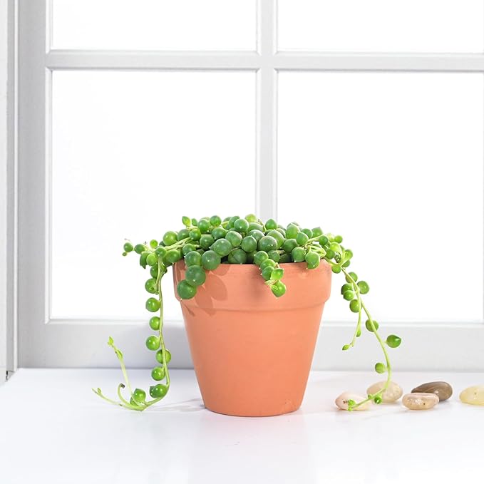 Live Succulent String of Pearls, Approx 2-inch Large, Potted Succulents, Fully Rooted, Easy Care House Plants
