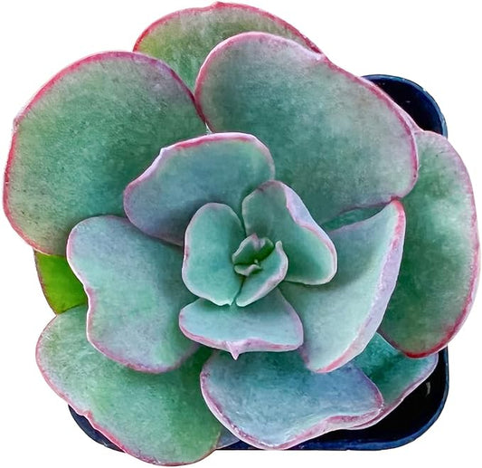 Live Succulent Echeveria 'Suyon', Approx 2-inch Large, Potted Succulents, Fully Rooted, Easy Care House Plants
