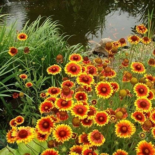 Dirt Goddess Super Seeds ~ Annual Gaillardia Blanket Flower Seed (1/2 Lb) Gaillardia pulchella Non GMO Bulk