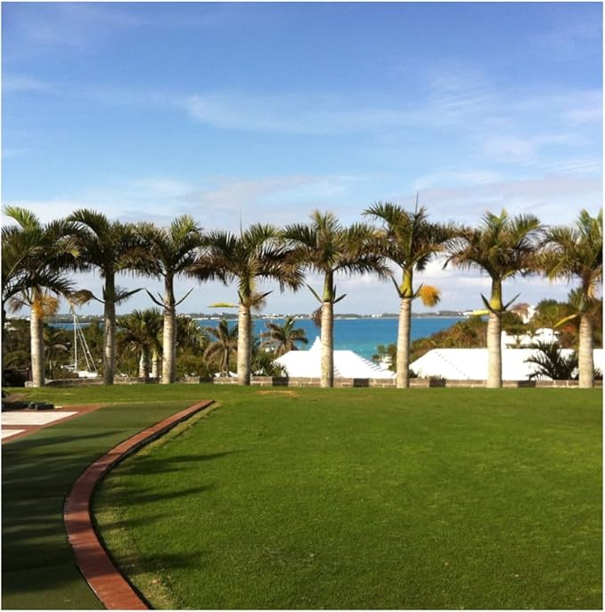 Brownie Brand Majestic Hulled Bermudagrass Seed | Premium Turf Grass for Dense, Drought-Resistant Lawns | Fast-Growing, Heat-Tolerant, Certified Seed for High-Traffic Areas. (50 Pound)