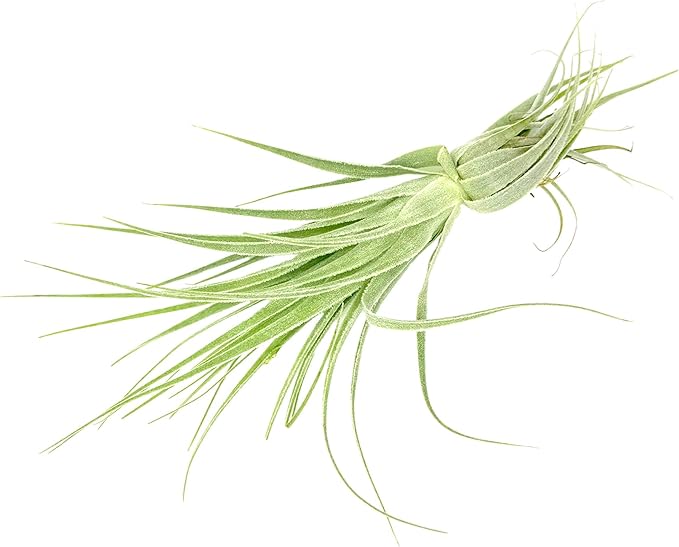 Live Air Plant - Tillandsia Gardneri 5-7” - 5ct - ragnaroc Rare Collectors Indoor Tropical Plant - Live Arrival Guaranteed - House Plants for Home Decor & Gift