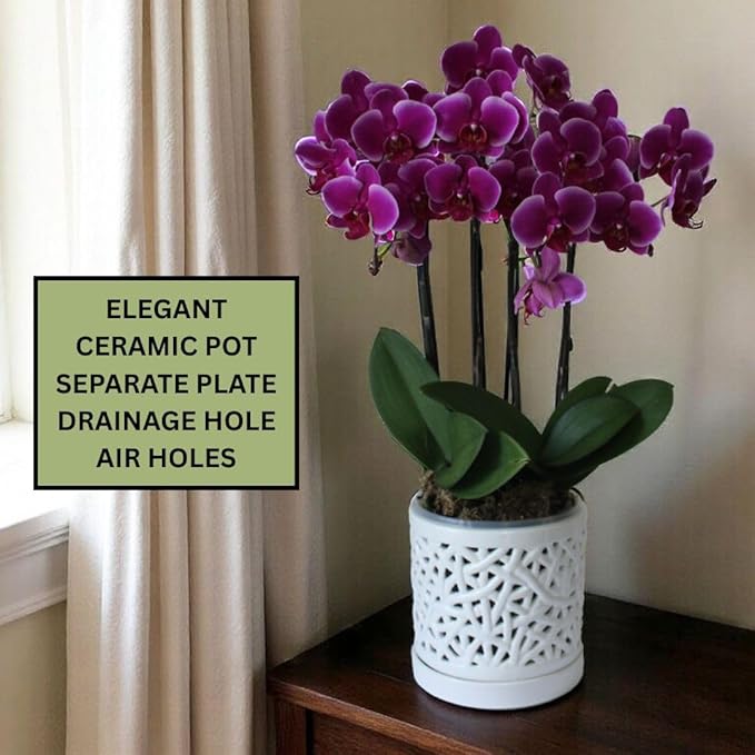 Large Ceramic Orchid Pot with Holes, 6 Inches Wide, for Indoors or Outdoors with Woven String Cut Out Design, Orchid Planters