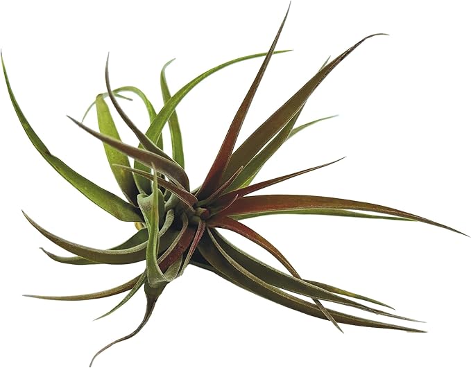 Air Plants - Tillandsia Brachycaulos Abdita, Large 4-6" - 2 ct - Live Arrival Guaranteed - House Plants for Home Decor & Gift