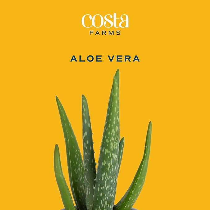 Costa Farms Aloe Vera (2 Pack), Live Succulent Plants, Easy to Grow Indoor Houseplants in Plant Pot, Air Purifiers in Potting Soil, Room, Home, and Office Décor, Housewarming Gift, 12-Inches Tall