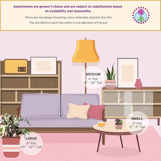 BubbleBlooms Jade Succulent in a 4 inch Pot Crassula ovata