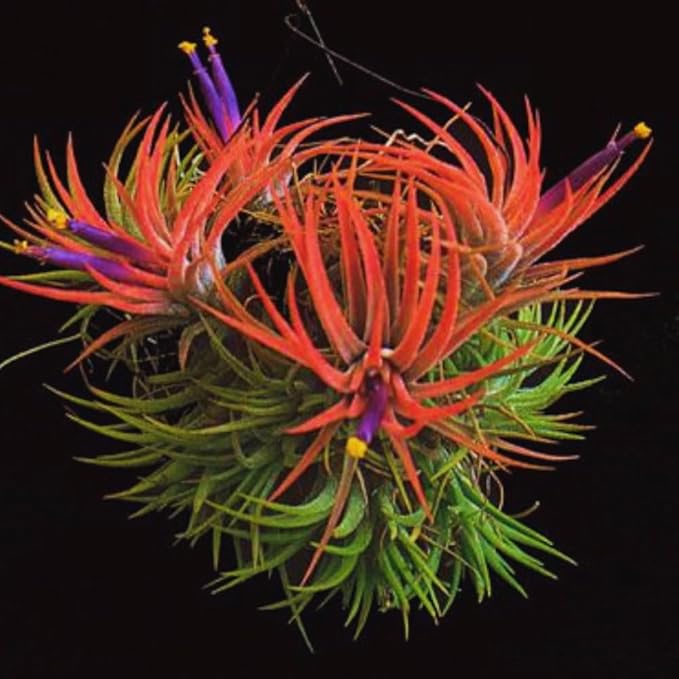 Tillandsia Plants, Red Tillandsia Air Plants Live, Combo 15 Succulents Plant Live, House Plant Indoor Outdoor, 2 Inc Tall