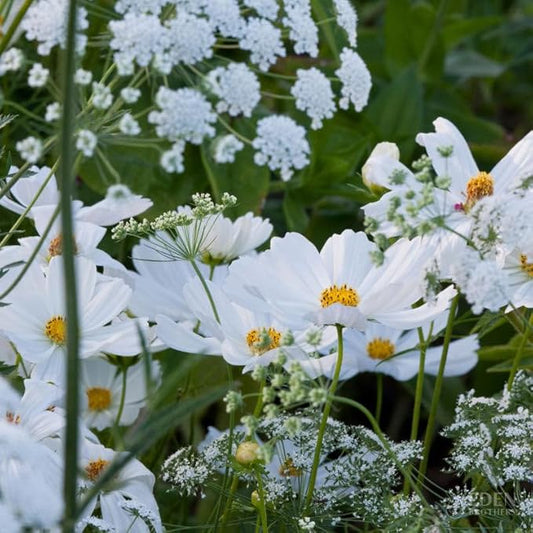 Eden Brothers Moon Garden Flower Mixed Seeds for Planting, 1/4 lb, 120,000+ Seeds with Cosmos Purity, Bishop's Flower | Attracts Pollinators, Plant in Spring or Fall, Zones 3, 4, 5, 6, 7, 8, 9, 10