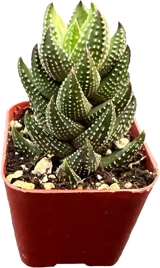 Live Succulent Haworthia coarctata f. chalwinii, Approx 2-inch Large, Potted Succulents, Fully Rooted, Easy Care House Plants