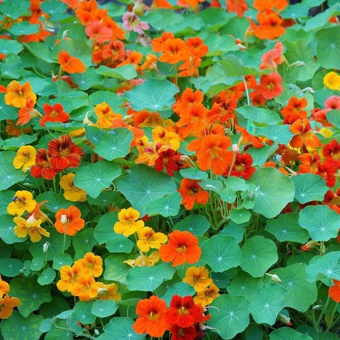 Dirt Goddess Super Seed~ Nasturtium, Tall Trailing Mix Seed~ Tropaeolum majus (5 Lbs)