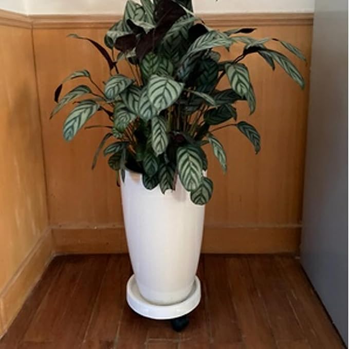 WanderingDonkey 2 Pack of 9.8 Inch Heavy Duty Plant Caddy with Wheels,Rolling Plant Stand Pot Trolley, Potted Flower Mover Dolly with Casters Round Coaster for Indoor Outdoor, Brown