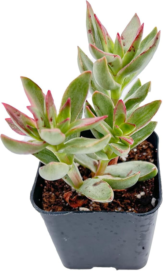 Live Succulent Crassula rubricaulis 'Candy Cane', Approx 2-inch Large, Potted Succulents, Fully Rooted, Easy Care House Plants