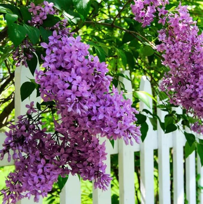 Two Pack of Common Old Fashioned Lilac Bushes - Fragrant Lavender Purple Flowers - 2 Live Plants 1 to 2 Feet Tall - Attract Hummingbirds and Butterflies