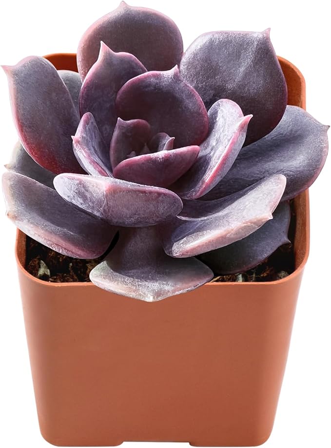 Live Succulent Echeveria Red Robe, Approx 2-inch Large, Potted Succulents, Fully Rooted, Easy Care House Plants