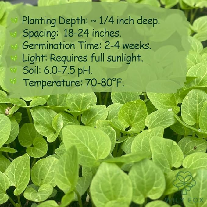 Premium Rare Hollyhock Seeds – 100+ Double Pink Hollyhock Flower Seeds – Non-GMO, Heirloom Perennial – Showy Blooms for Outdoor Planting (Double Pink Hollyhock)