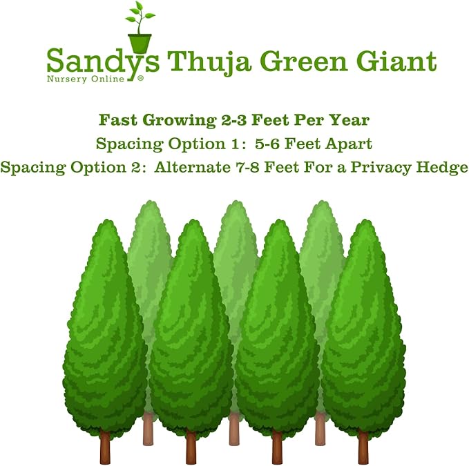 Thuja Green Giant Arborvitae Lot of 20, 3 Inch Pot