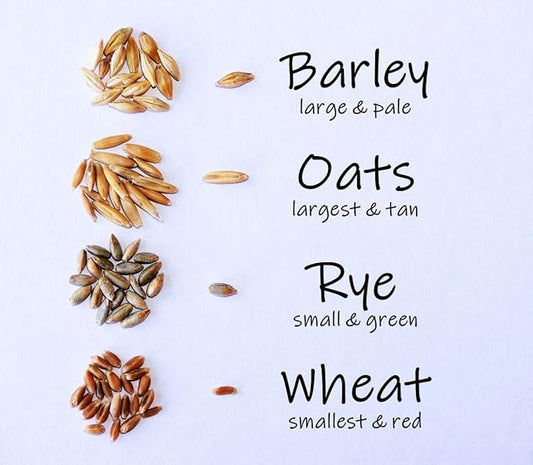 Simple Cat Grass Blend, 100% US Organic, 4 Popular Seeds: Wheat, Barley, Oats, and Rye Mix Combo, Show Your Love with a Healthy Pet Snack Treat (4 Ounce (~3200 Seeds))