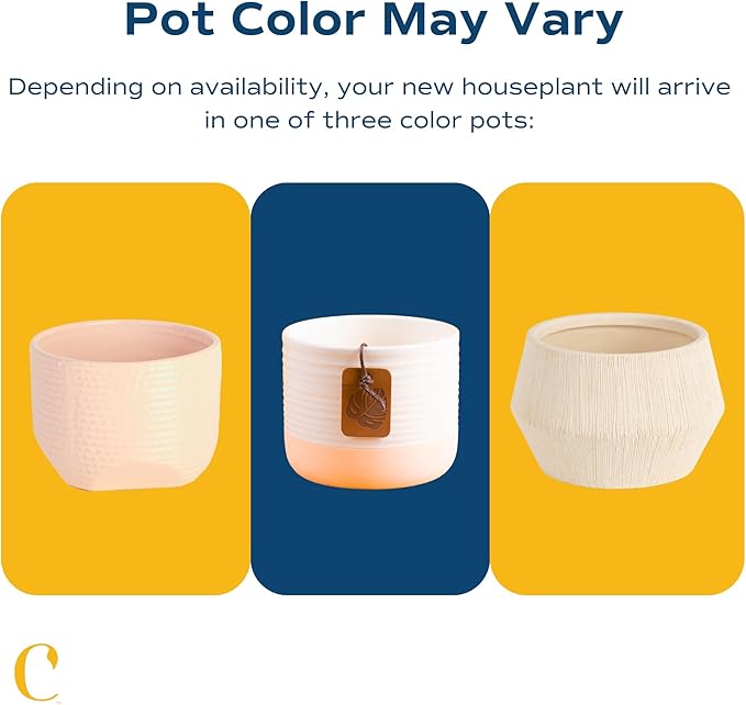 Costa Farms Snake Plant, Live Indoor Sansevieria Plant, Easy to Grow Succulent Houseplant Potted in Indoor Plant Pot, Potting Soil Mix, Home and Room Decor, Fits Shelves, Tabletops, 8-Inches Tall