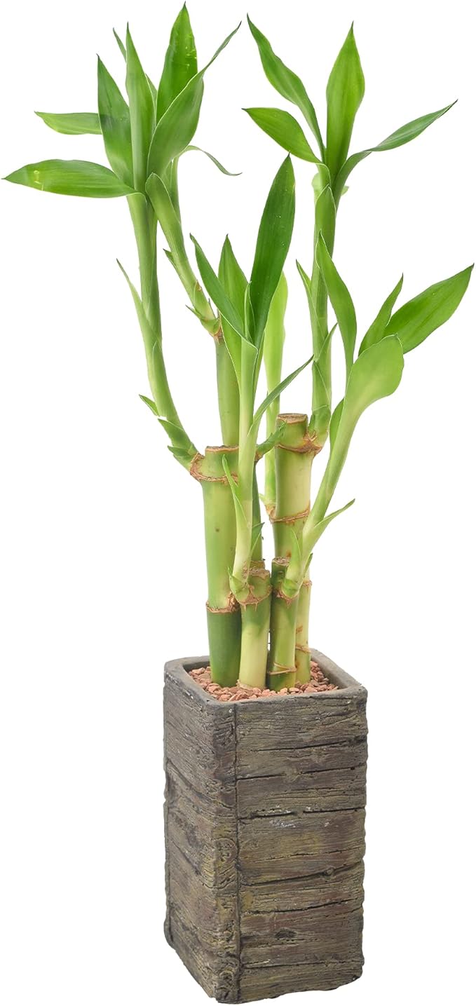 Arcadia Garden Products LV25 5-Stem Lucky Bamboo, Live Indoor Plant in Aged Wood Planter for Home, Work, or Gift, Dark ***Cannot Ship to Hawaii**