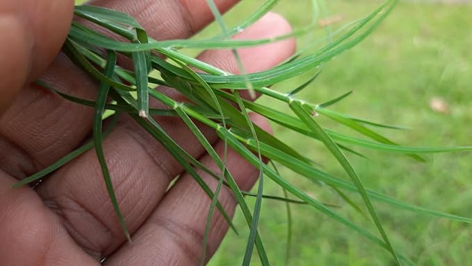 Brownie Brand Majestic Hulled Bermudagrass Seed | Premium Turf Grass for Dense, Drought-Resistant Lawns | Fast-Growing, Heat-Tolerant, Certified Seed for High-Traffic Areas. (50 Pound)