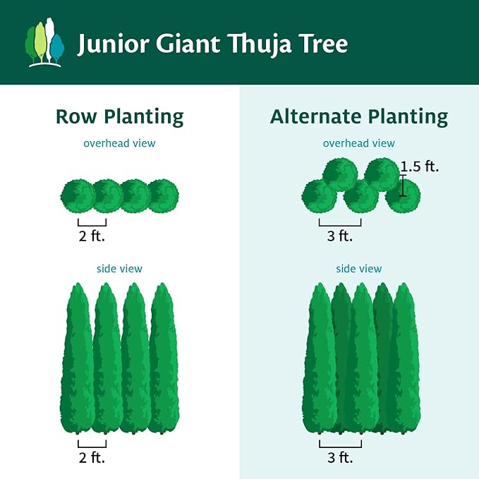 Brighter Blooms - Junior Giant Thuja Tree, 1-2 ft. - No Shipping to AZ