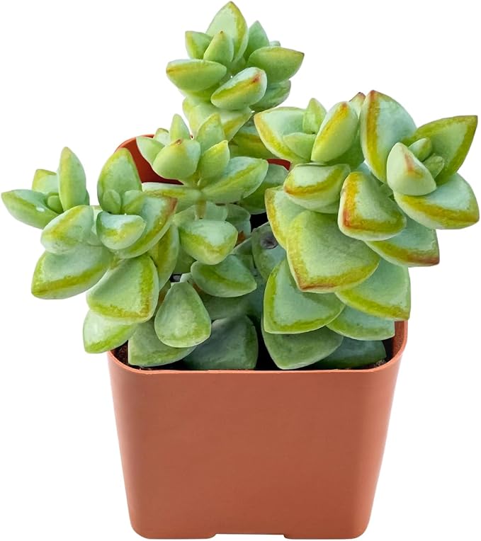 Live Succulent 'Bead Vine', Approx 2-inch Large, Potted Succulents, Fully Rooted, Easy Care House Plants