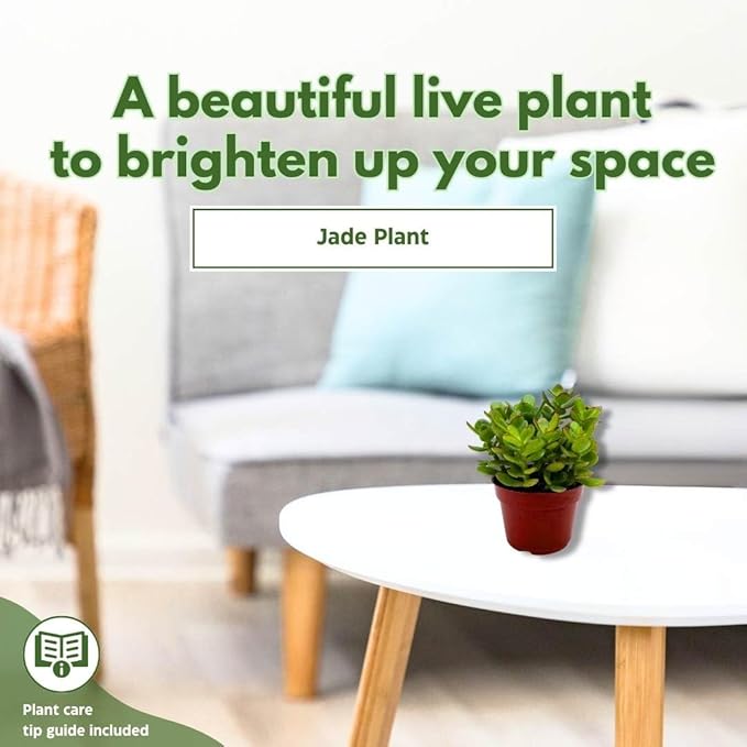 BubbleBlooms Jade Succulent in a 4 inch Pot Crassula ovata